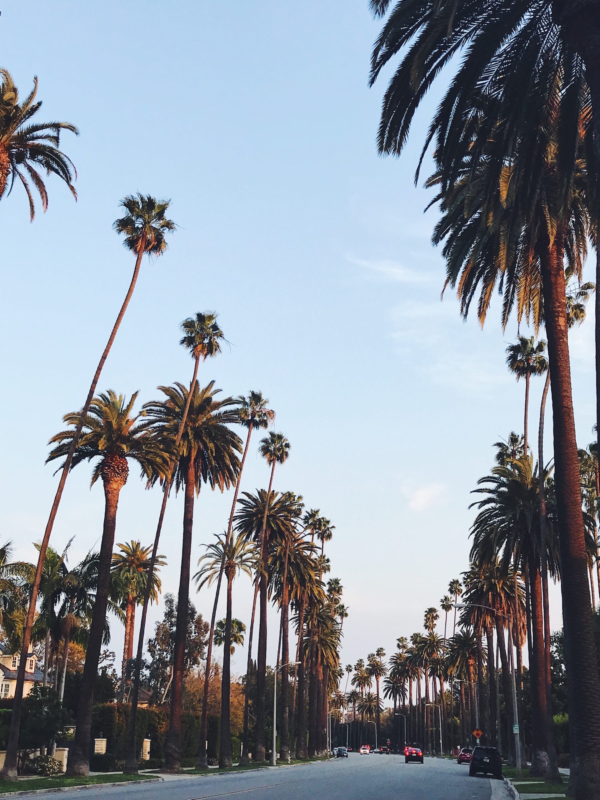 Street with palm trees in los angeles